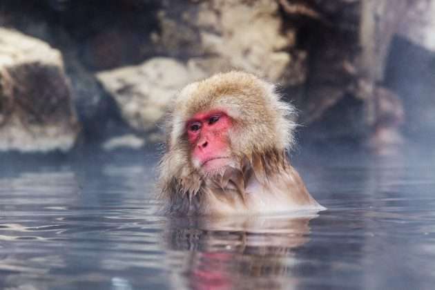 snowmonkey in hakuba japan