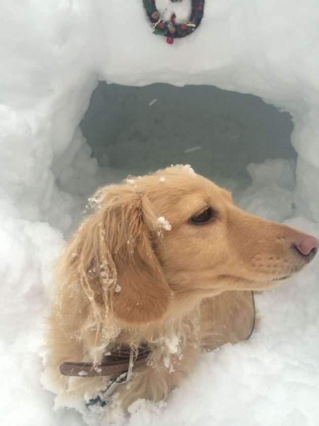 Dachshund in the snow