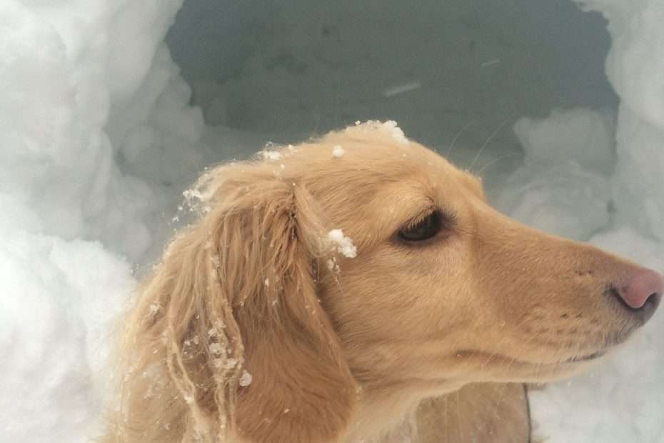 Dachshund in the snow