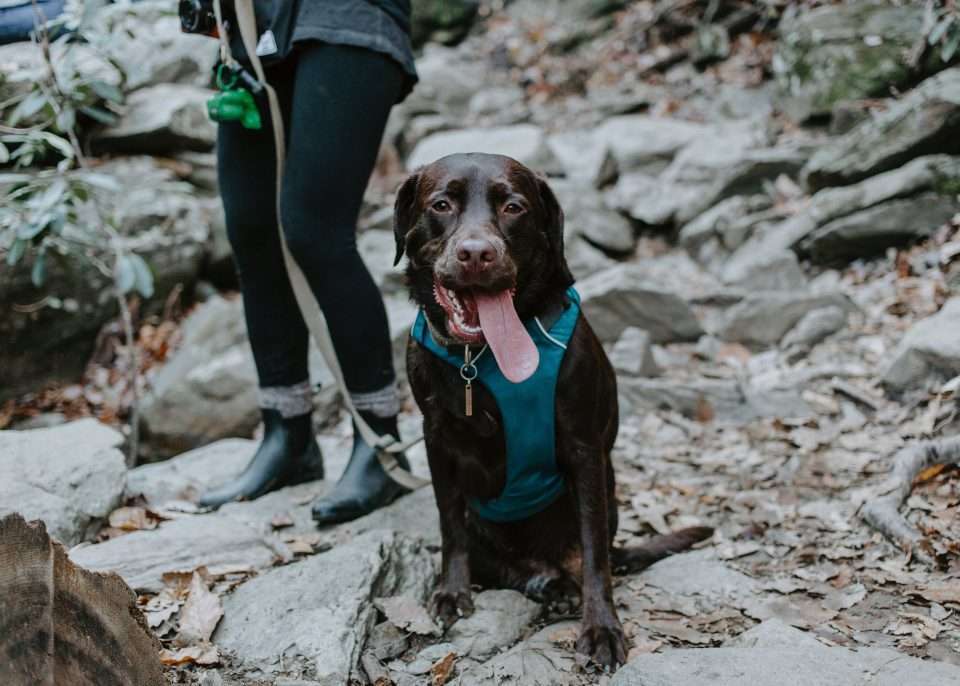 hiking with dog